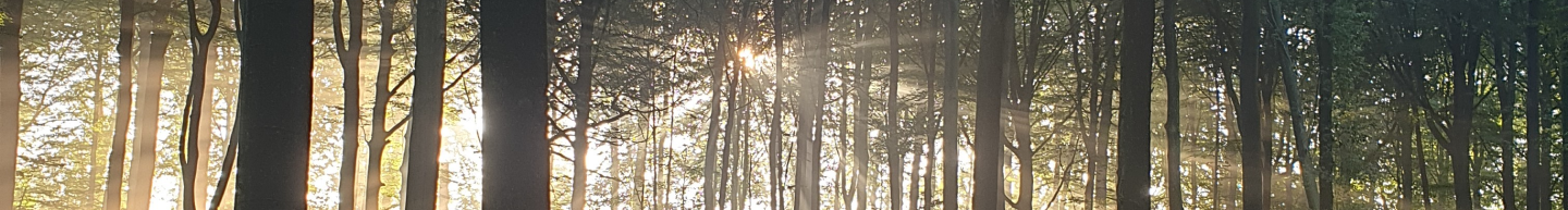 zon die door het bos schijnt