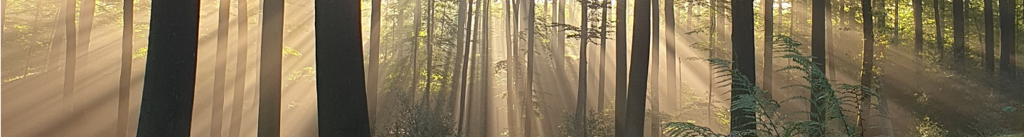 zon die door het bos schijnt